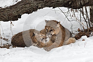 Female Cougars Puma concolor Lie Together Under Log Winter