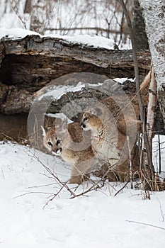 Female Cougars Puma concolor By Log and Trees Winter