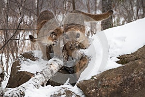 Female Cougars Puma concolor Look Down Side of Rock Den Winter