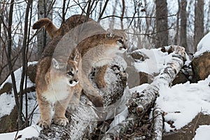 Female Cougars Puma concolor Look Out From ATop Trees Atop Rock Den Winter