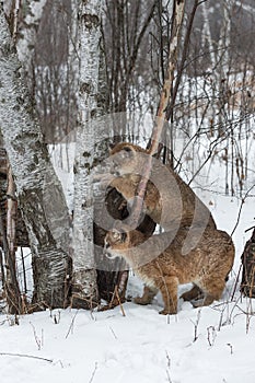 Female Cougars Puma concolor One Paws Up on Log Winter