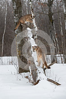 Female Cougars Puma concolor Play on Fallen Tree Trunk Winter