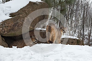 Female Cougars Puma concolor at Rock Densite Winter