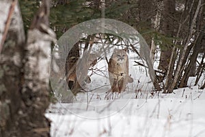 Female Cougars Puma concolor Stand in Forested Area Winter