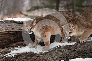 Female Cougars Puma concolor Stand on Log Together Winter