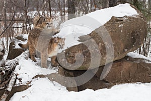Female Cougars Puma concolor Stand On Side of Rock Den Winter