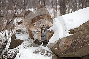 Female Cougars Puma concolor Step Down Side of Rock Den Winter