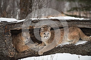 Female Cougars Puma concolor Together Inside Hollow Log Winter