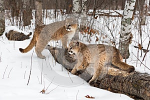 Female Cougars Puma concolor Together at Log Look Left Winter