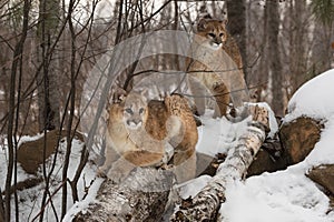 Female Cougars Puma concolor On Top of Logs on Rocks Winter