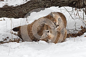 Female Cougars Puma concolor Wrestle Together in Snow Winter