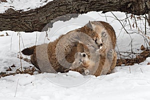 Female Cougars Puma concolor Wrestle Together in Snow Winter photo