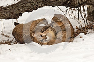 Female Cougars Puma concolor Wrestle Together Under Log Winter