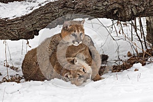 Female Cougars Puma concolor Wrestle Under Log Winter