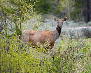 Female or cow elk crossing a meadow and Pacific Creek Road photo
