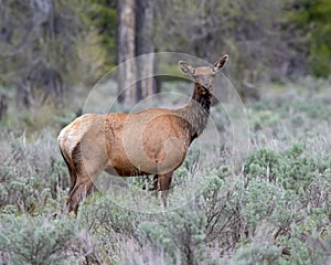 Female or cow elk crossing a meadow and Pacific Creek Road photo