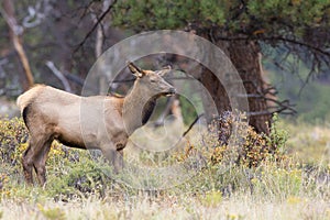 Female cow elk looking for bull elk