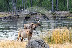 Female cow elk looks away as a bull elk defocused walks in the Madison River during the rut in Yellowstone National Park