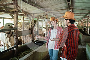female cow farmer wearing a hat stands chatting with a male partner looking at the cows