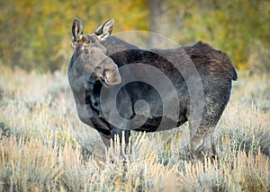 Female cow moose sands broadside in the evening dusk