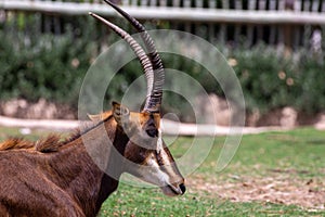 Female cow Sable antelope hippotraginae niger head close up