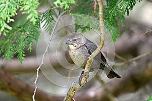 Female Cowbird perched in a cedar tree