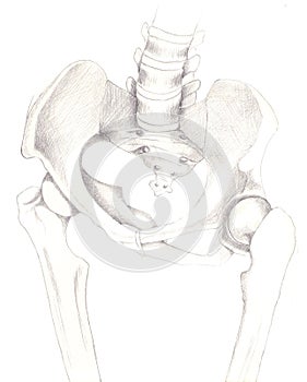 Female coxal bones
