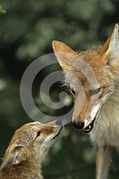 Female Coyote With pup