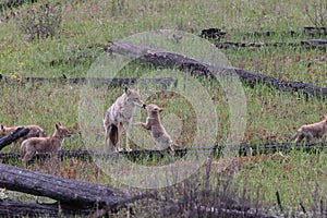 female coyote with young alberta canada