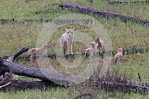 female coyote with young alberta canada