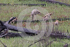 female coyote with young alberta canada