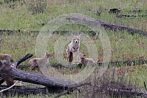 female coyote with young alberta canada