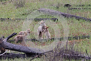 female coyote with young alberta canada