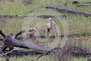 female coyote with young alberta canada