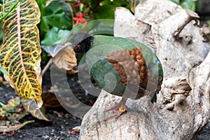 A female crested partridge Rollulus rouloul also known as the crested wood partridge, roul-roul, red-crowned wood partridge,