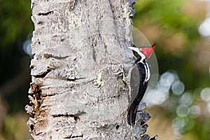 Female Crimson-crested Woodpecker Pecking