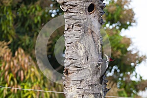 Female Crimson-Crested Woodpecker Pecking on Dead Tree