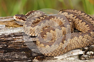 Female crossed adder on stump