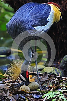 A female crowned crane is guarding its eggs.