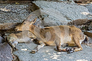 Female and cub of the East Caucasian tur Daghestan tur lying on the rock.