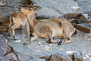 Female and cub of the East Caucasian tur Daghestan tur lying on the rock.