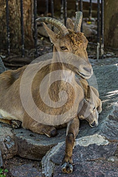 Female and cub of the East Caucasian tur Daghestan tur lying on the rock.