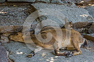 Female and cub of the East Caucasian tur Daghestan tur lying on the rock.