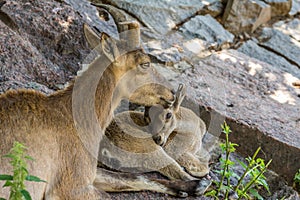 Female and cub of the East Caucasian tur Daghestan tur lying on the rock.