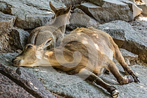 Female and cub of the East Caucasian tur Daghestan tur lying on the rock.