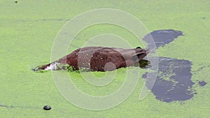 Female dabbling duck diving in a pool covered with duckweed