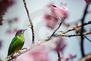 Female Dacnis cayana in cherry blossom photo