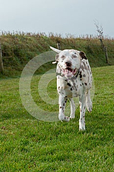 Female Dalmatian outdoors on grass