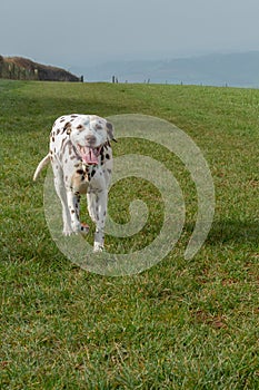 Female Dalmatian outdoors on grass
