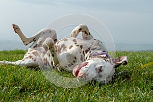 Female Dalmatian outdoors on grass